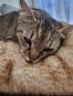 Roczna kotka uratowana z Buczy szuka domu!