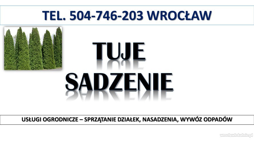 Tuje  sadzenie, cena,  tel. 504-746-203. Wrocław, Nasadzenie tui