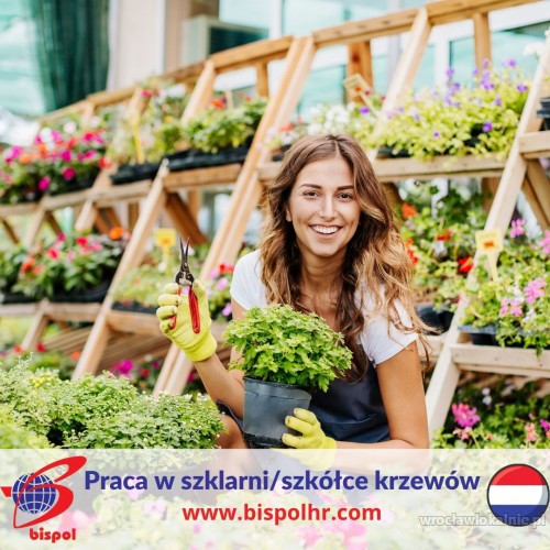 Praca w szklarni/szkółce krzewów - Holandia