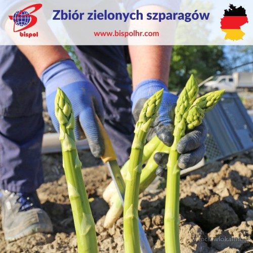 zbior_szparagow_zielonych.jpg