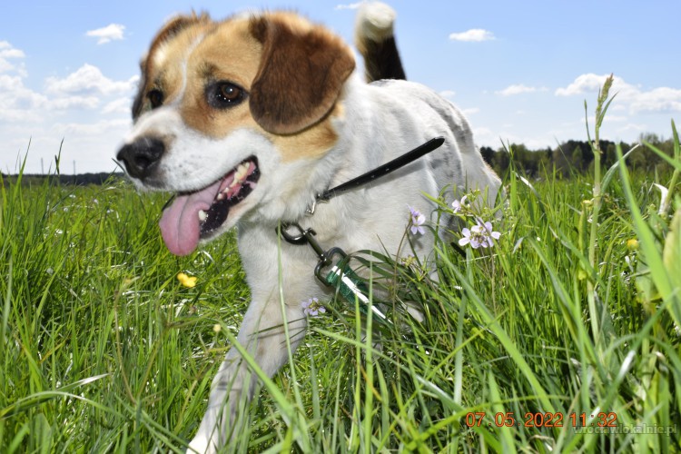 beni-wesoly-i-pelen-energii-beagle-mix-82686-wroclaw-do-sprzedania.jpg