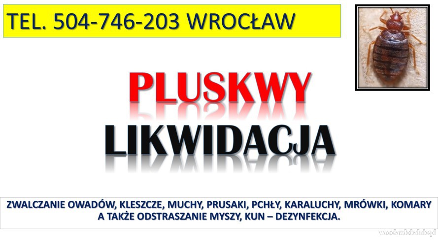 Usunięcie pluskiew z mieszkania, tel. 504-746-203, Wrocław. Pluskwy