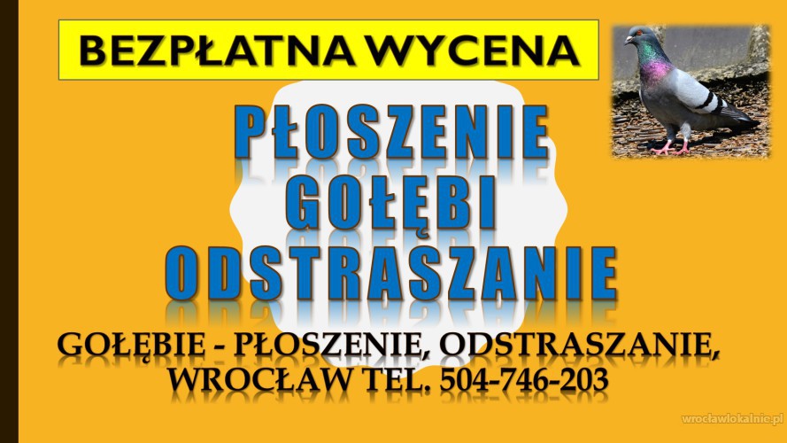 Odstraszanie gołębi, cennik, tel. 504-746-203, Wrocław