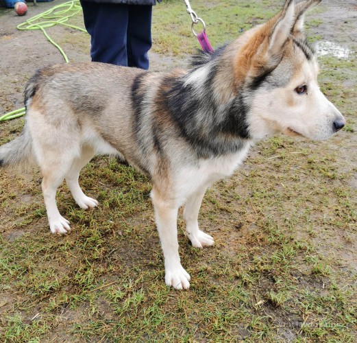 mlodziutki-karmel-w-typie-husky-szuka-domu-88283-psy.jpg