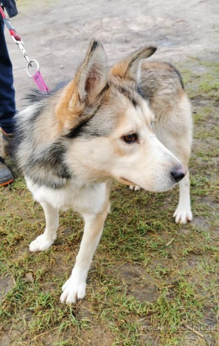 mlodziutki-karmel-w-typie-husky-szuka-domu-88283-wroclaw.jpg