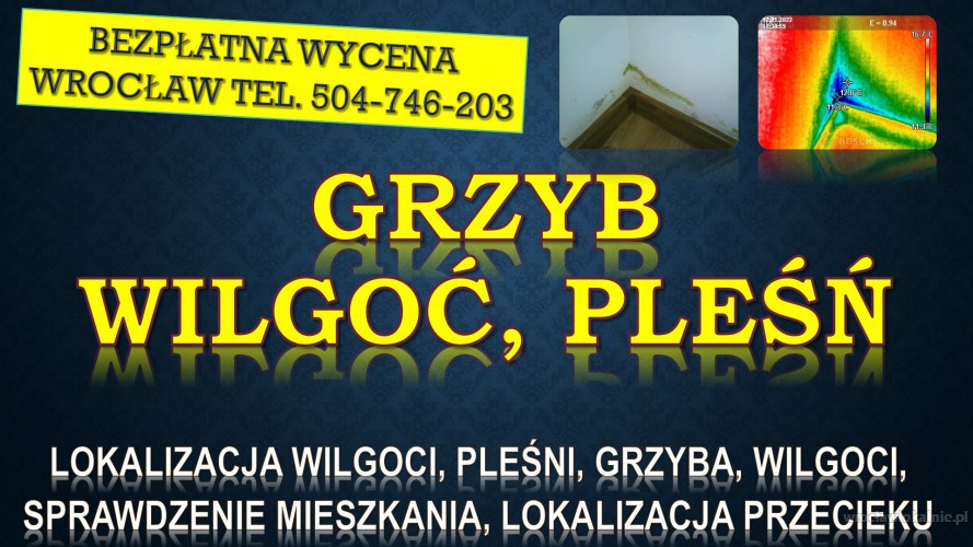 Odgrzybianie mieszkania, cena, tel. 504-746-203. Wrocław. Termowizja