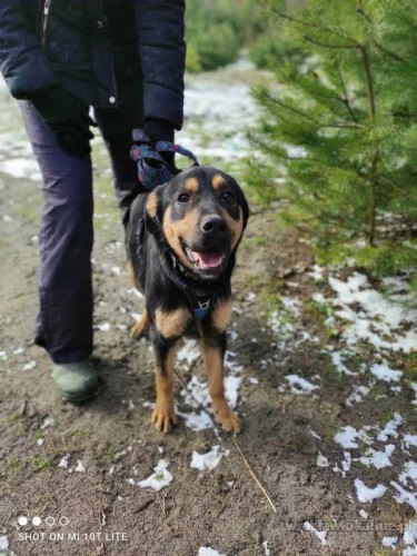 rotti-zakochany-w-czlowieku-slodki-psiak-adopcja-89539-wroclaw-foto.jpg