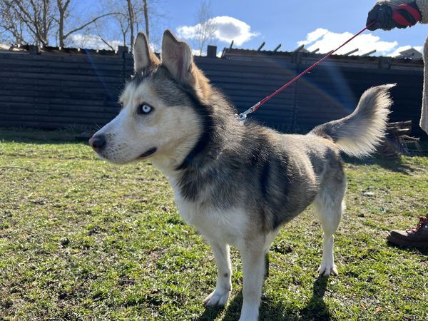 mlodziutki-niebieskooki-karmel-husky-mix-89548-wroclaw.jpg