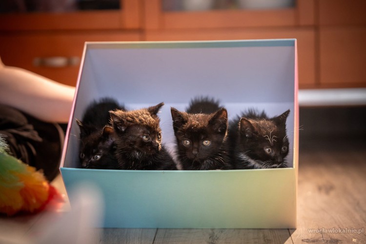 Cztery kocie maluszki do adopcji!