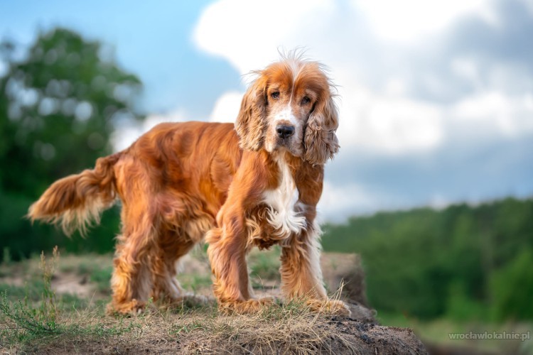 spanis-piekny-grzeczny-spaniel-do-pokochania-92017-psy.jpg