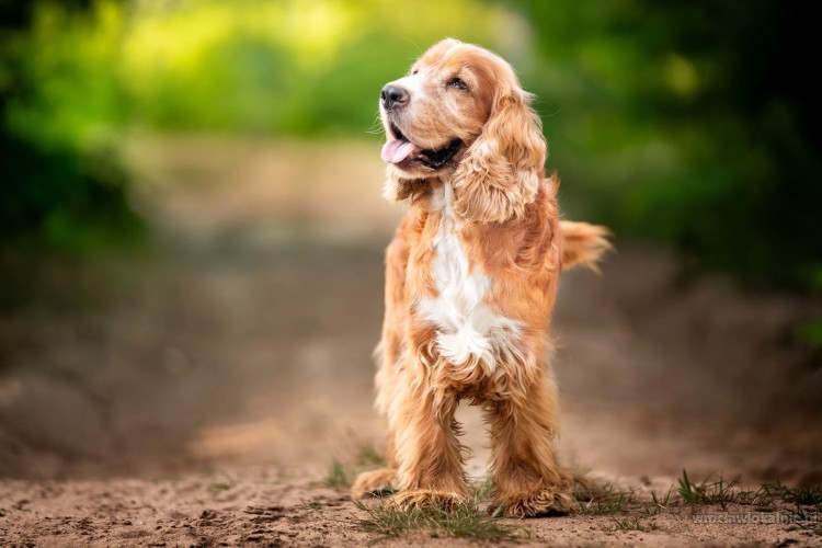 spanis-piekny-grzeczny-spaniel-do-pokochania-92017-wroclaw.jpg