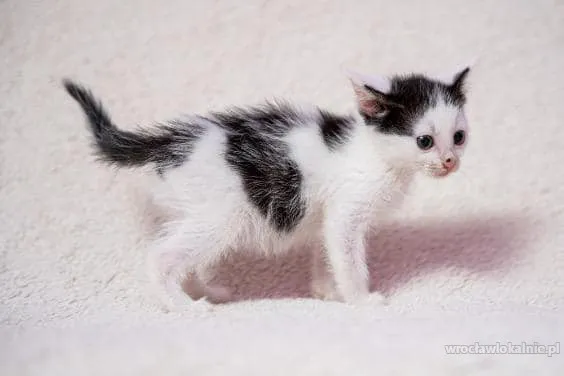 trzech-muszkieterow-male-kociaki-do-adopcji-95537-wroclaw-na-sprzedaz.webp