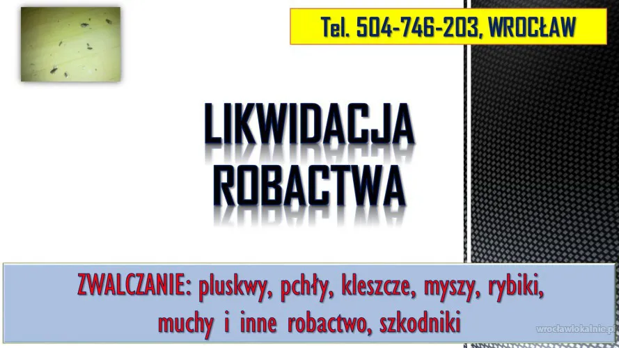 2_pluskwy_zwalczanie_rybiki_dezynfekcja_cena_wroclaw.webp