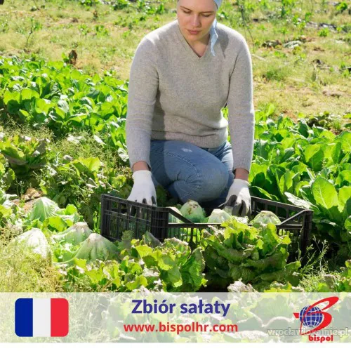 zbior-salaty-97920.webp