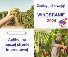 Winobranie 2024