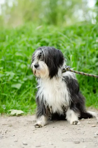 sonia-mloda-przyjazna-bearded-collie-mix-98156-psy.webp