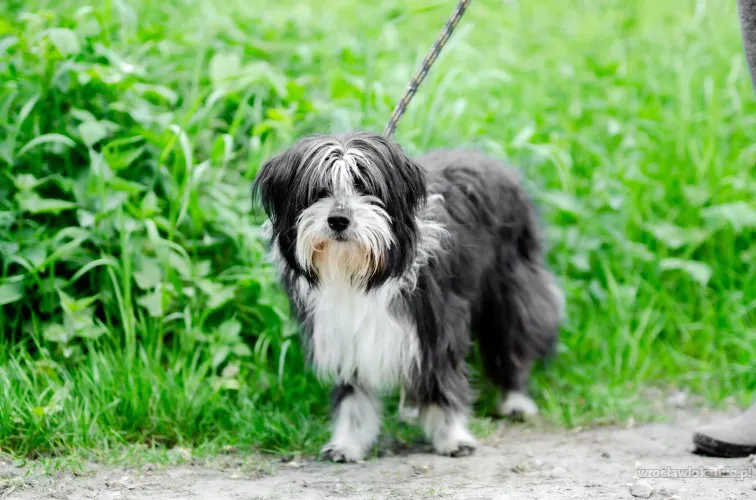 sonia-mloda-przyjazna-bearded-collie-mix-98156-sprzedam.webp