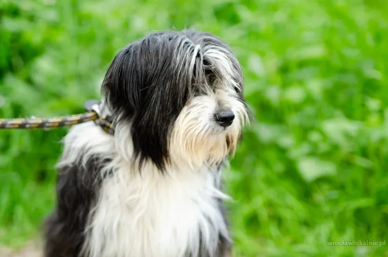 sonia-mloda-przyjazna-bearded-collie-mix-98156-wroclaw.webp