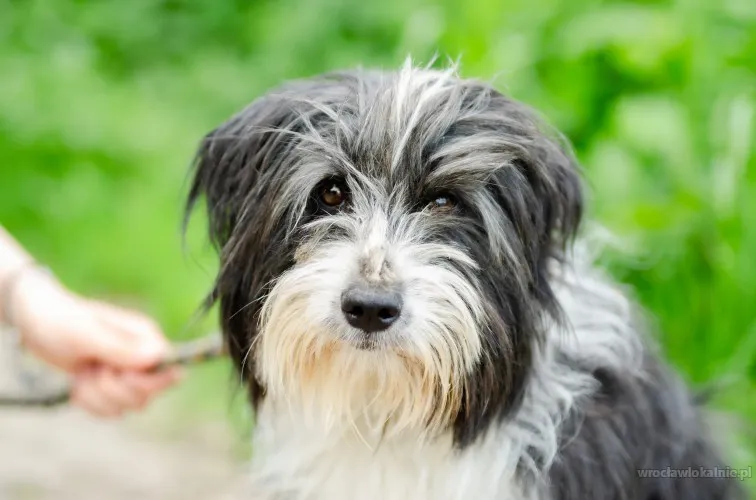 Sonia, młoda, przyjazna BEARDED COLLIE mix