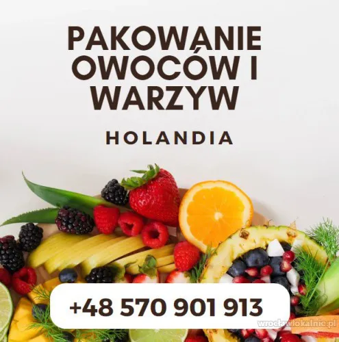 praca-przy-pakowaniu-owocow-w-holandii-bez-doswiadczenia-98523.webp