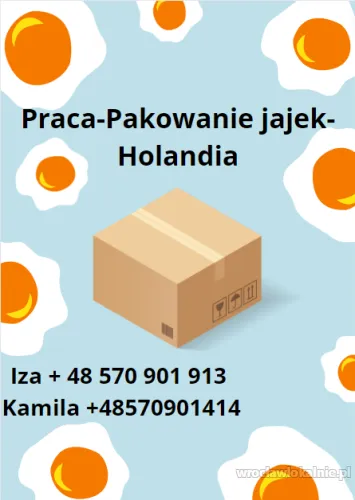 Pakowanie jajek- Holandia - wymagane prawo jazdy kat. B