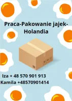 Pakowanie jajek- Holandia - wymagane prawo jazdy kat. B