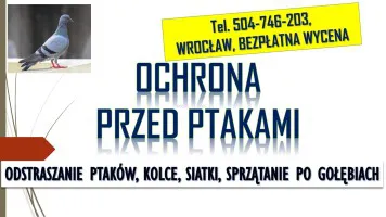 Odstraszanie gołębi, Wrocław, tel. 504-746-203. Płoszenie ptaków, cena