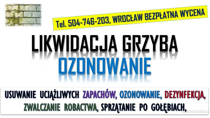 3_likwidacja_grzyba_odgrzybianie_wroclaw.webp