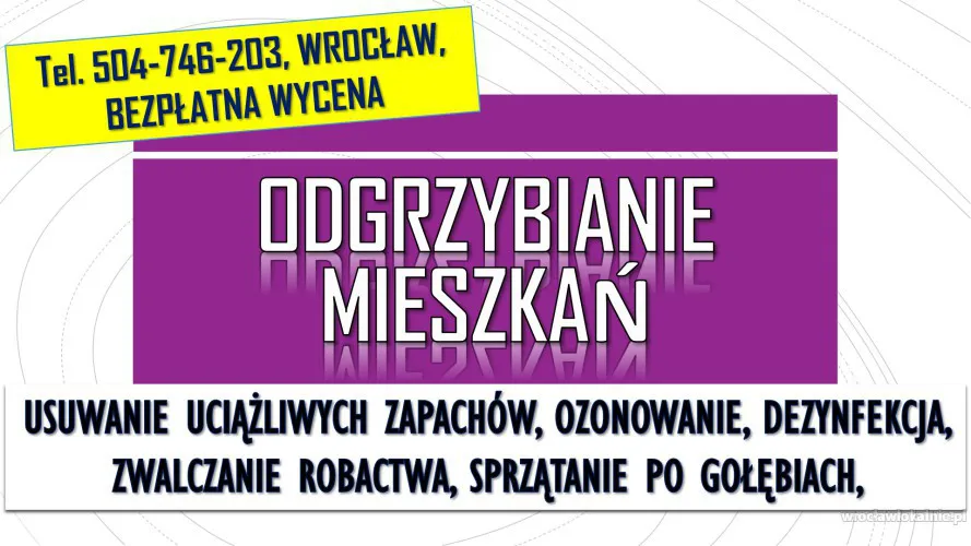 2_odgrzybianie_mieszkan_wroclaw.webp