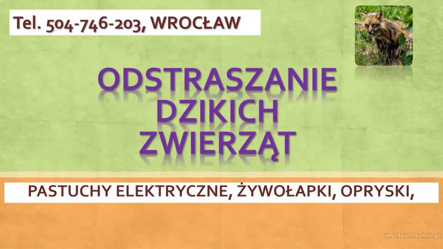 2_odlawianie_dzikich_zwierzat_wroclaw_lis_kuna.webp