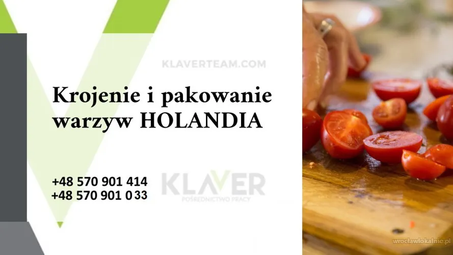 praca-na-produkcji-w-holandii-bez-jezyka-wysokie-wynagrodzenie-98867.webp