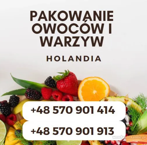 praca-od-zaraz-potrzebni-pracownicy-produkcyjni-w-holandii-98985.webp