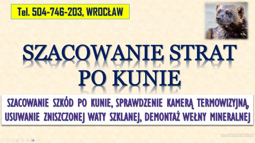 Szacowanie szkód po kunie, tel. 504-746-203, Wrocław. Wycena szkody,