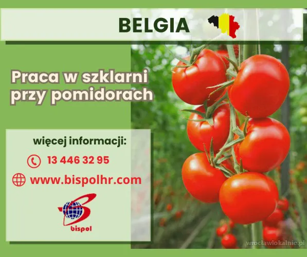 praca-w-szklarni-przy-pomidorach-belgia-101100.webp