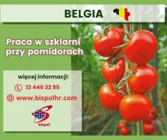 Praca w szklarni przy pomidorach Belgia