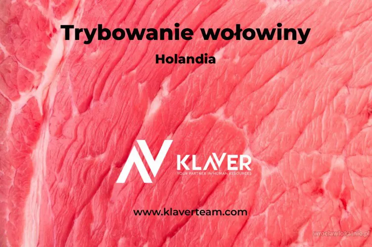 Trybowanie wołowiny- praca w Holandii od zaraz