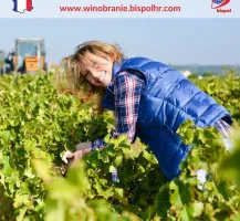 Winobranie 2025 Winobranie 2025
